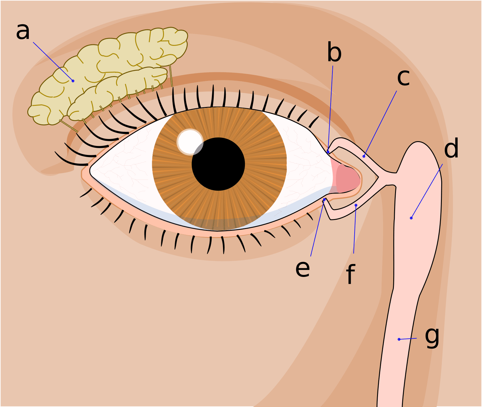 Cấu tạo lệ bộ